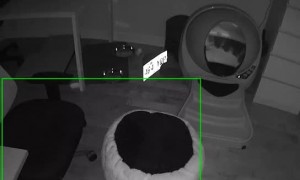 Fluffy Bed Flips Over on Stretching Kitty