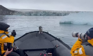 Penguin Takes a Ride on an Antarctic Taxi
