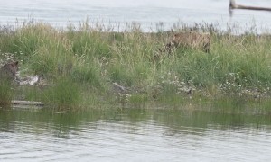 Bear Cub Rides Across River in Style