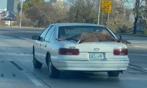 Deer Carried on the Outside of Car’s Trunk
