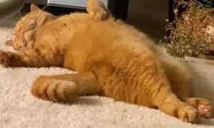 Kitty Curls Straight Back Up After Some Serious Stretching