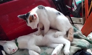 Purring Pal Gets Paws On