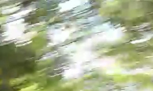 My Dad was Attacked by a Monkey