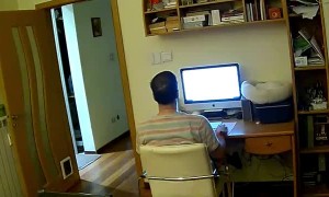 Cat Falls Out of Bed While Dreaming