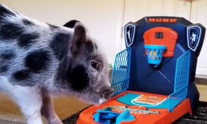 Crispy the Piglet Drains Toy Basketball Shot