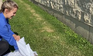 Bird Returns After Being Rescued