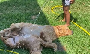 Kid Hoses off Golden Retriever Puppies on Hot Day