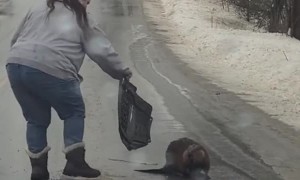 Sister Tries to Move Beaver off Road Using Car Floor Mat