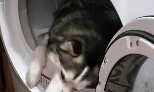Husky Doesn't Want to Get Out of the Dryer