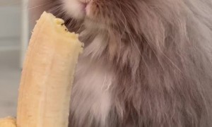 Bunny rabbit adorably chows down on tasty banana