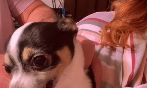 Gizmo Wants to Stay With Mom