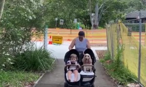 Puppy Gets a Ride in Child's Stroller