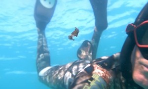 Free Diver Doing Training Finds Tiny Animal