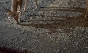 Hand-Feeding Herd of Deer