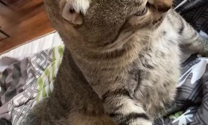 Hungry Cat Dines on Dad