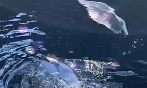 Dolphin Teasing a Seagull with a Fish