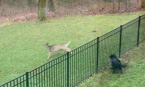 Deer Approaches Fenced-In Yard to Play With Dogs