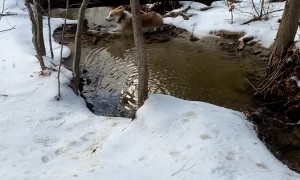 Corgi Being Chase Ends up Accidentally Doing a Polar Bear Plunge