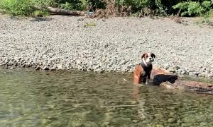 Boxer Puppy Swims for the First Time