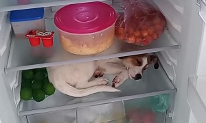 Dog Wants to Sleep in Fridge When it Gets Hot