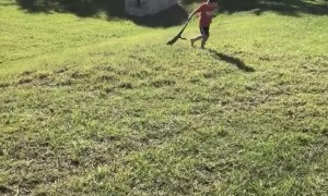 3-Year-Old and Dog Work Together to Catch Iguana