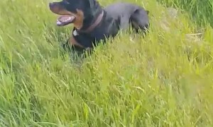 Rottweiler Coming in Hot Biffs on Embankment