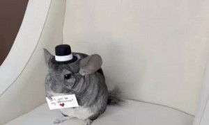 Adorable Chinchilla wants you to be his Valentine 