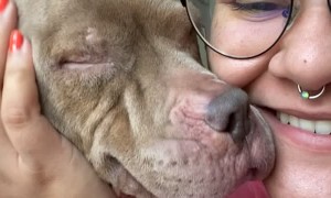 Rescued Pup Wakes Up in Loving Home