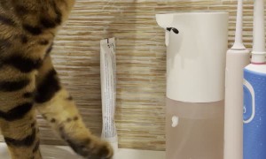 Clever Kitty Discovers Automated Soap Dispenser