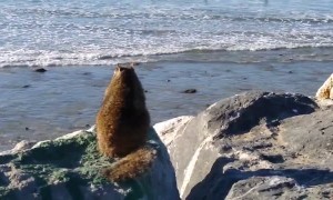 Fat Squirrel Watches Surfers in California