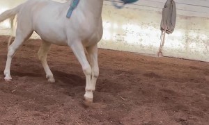 Stallion's Gift from Fan Doesn't Last Very Long