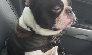 Even Dogs Make Bad Choices