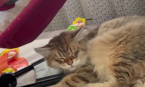 Bouncing Baby Bonks Siberian Cat's Head Repeatedly