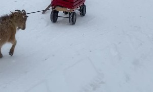 Goat Pulls a Wagon in the Snow
