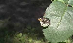 Leafcutter Bee Caught on Camera