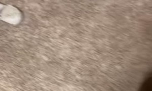 Treats Can't Tempt Puppy into Bathing