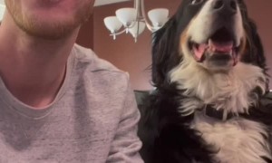 Dog Swerves Kisses