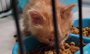 Waking up Foster Kitten Sleeping Face First in Food