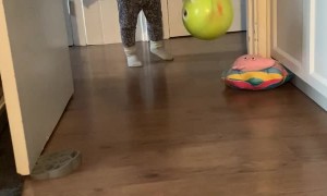 Cat Hopping on Back Legs with Spread Arms Chases Ball