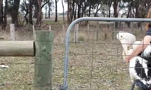 Rescuing a Pelican with a Broken Wing in an Irrigation Channel