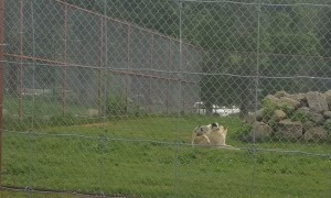 Lion isn't Amused by Dogs Efforts