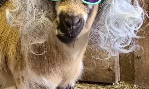 Goat With the Good Looks