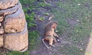 Monkey Picks Up Phone Dropped in Its Enclosure at San Diego Zoo
