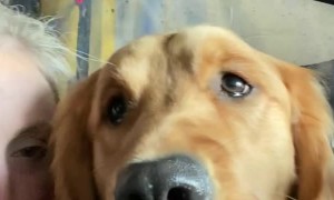 Comforting Madelyn the Golden Through First Car Wash