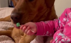 Baby Shares Lollipop with her Dog Friends