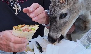 Florida Buck Helps Himself to Some Dinner