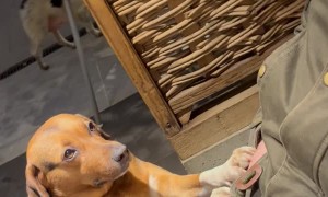 Dog Is Professional Beggar