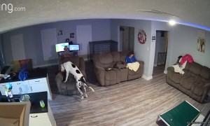 Recliner Dumps Out Great Dane
