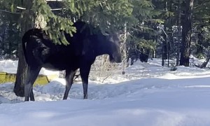 Nossi the Nosey Moose