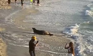 Too Concentrated on Content to Catch Cheerful Sea Lion